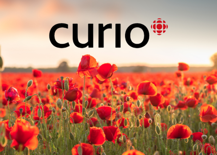 Field of poppies with the CBC Curio logo overlaid