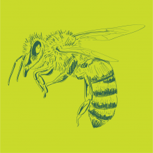 Graphic drawing of a Honey Bee (insect)