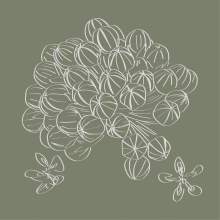 Graphic drawing of Milkweed in bloom (wildflower)