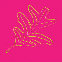 Graphic drawing of an Oak Leaf (tree)