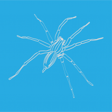 Graphic drawing of a Grass Spider (insect)