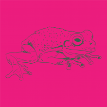 Graphic drawing of a Green Frog (amphibian)